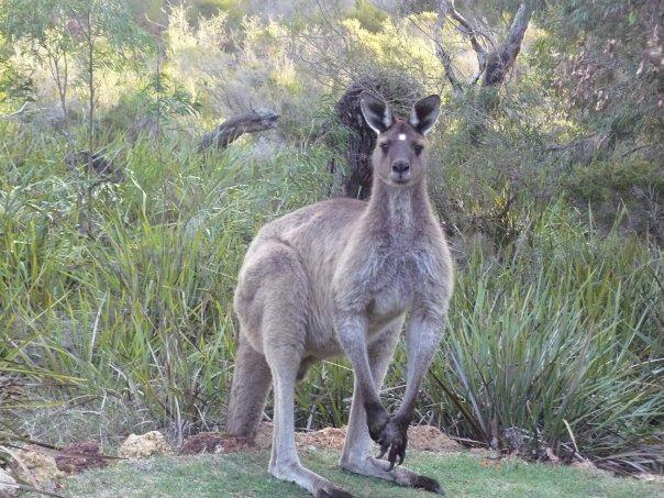 Llewellin'S Guest House Margaret River المظهر الخارجي الصورة